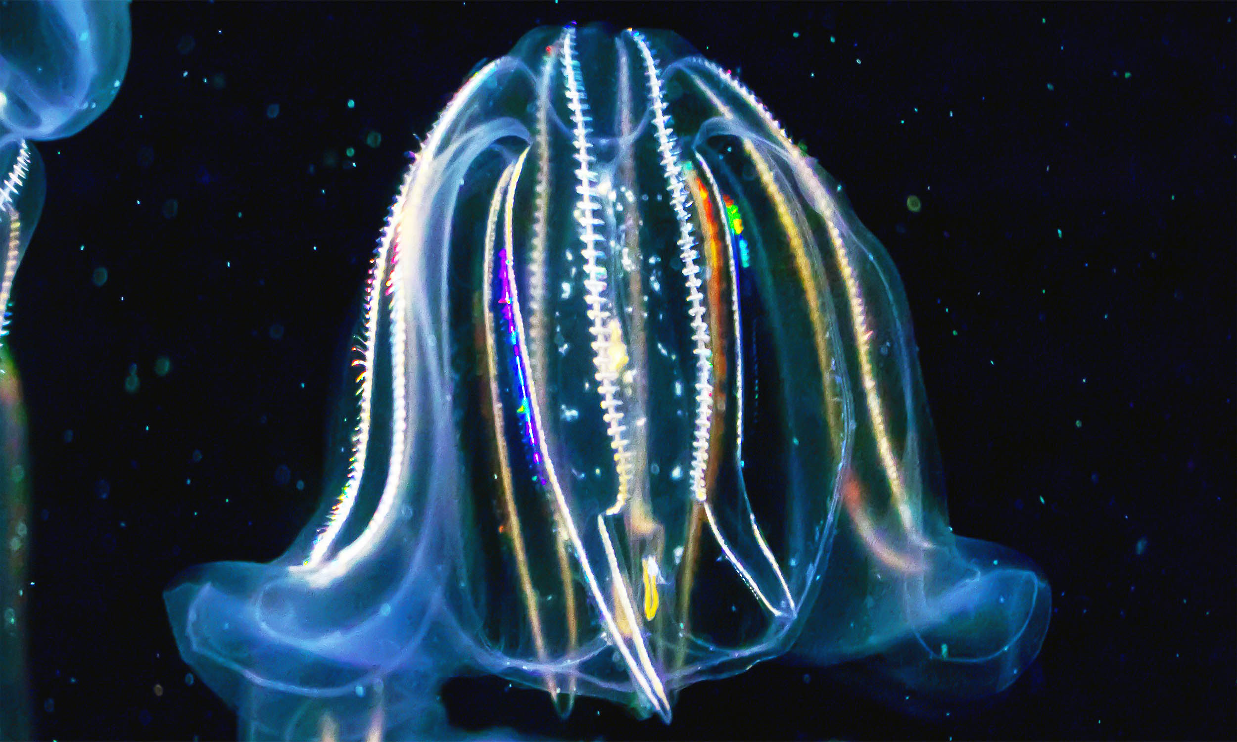 comb jellyfish