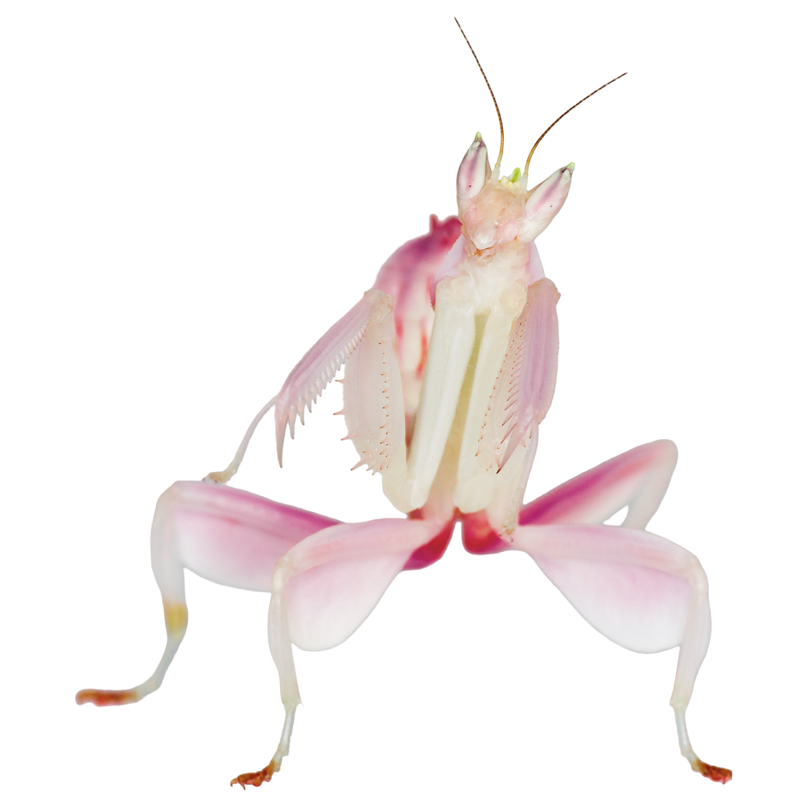 orchid mantis