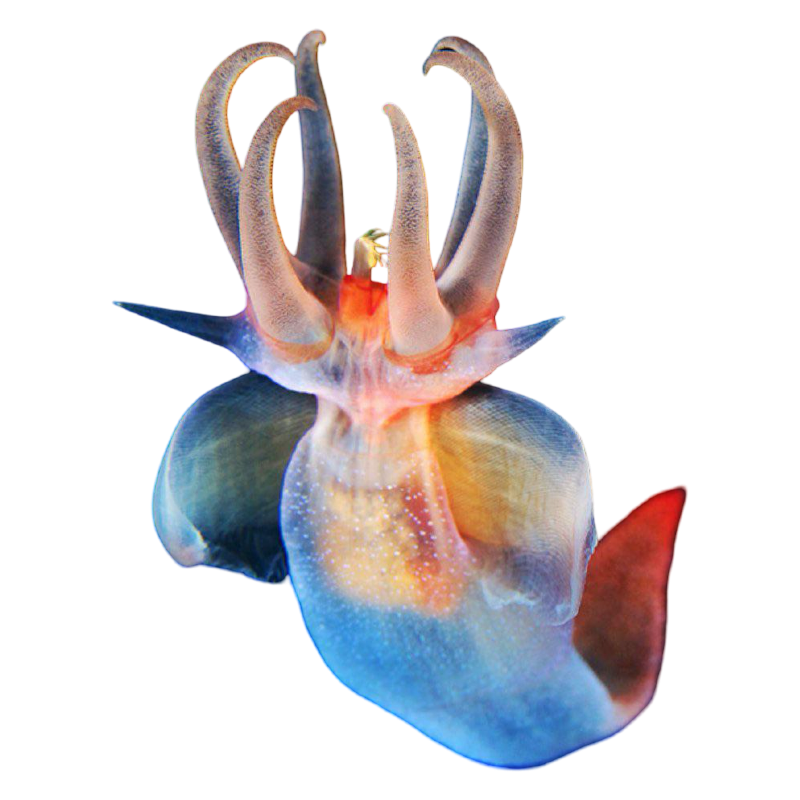 clione with extended tentacles